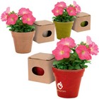 Plant Pot