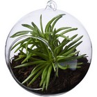 Sphere Terrarium